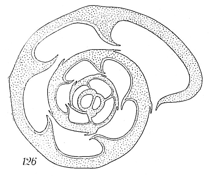 Labrospira subglobosa Labrospira subglobosa