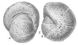Labrospira subglobosa, author: Cedhagen, Tomas
