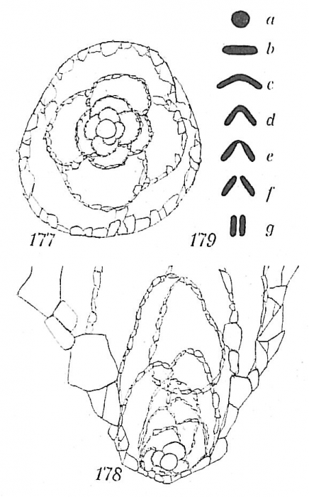 Liebusella goësi Liebusella goësi