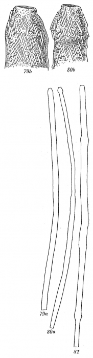 Marsipella spiralis Marsipella spiralis