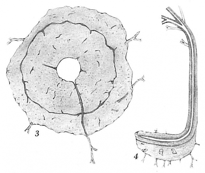 Pelosina arborescens Pelosina arborescens