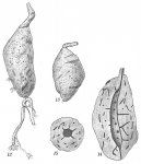 Foraminifera