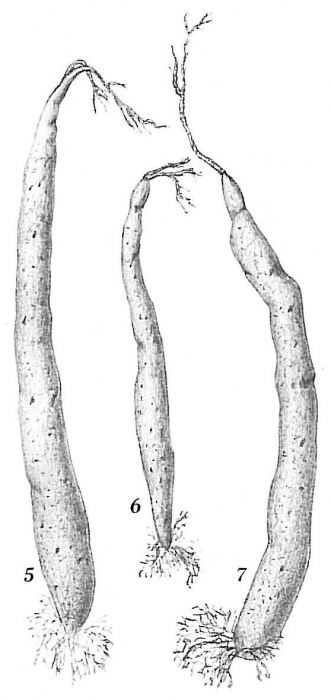 Pelosina variabilis Pelosina variabilis