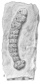 Placopsilina confusa, author: Cedhagen, Tomas