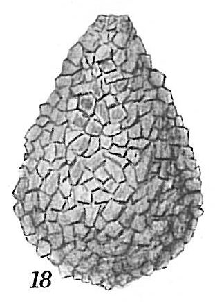 Proteonina difflugiformis Proteonina difflugiformis