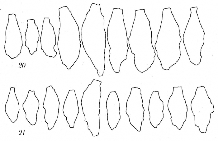 Proteonina fusiformis Proteonina fusiformis