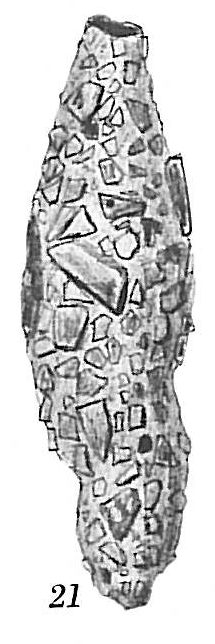 Proteonina fusiformis Proteonina fusiformis