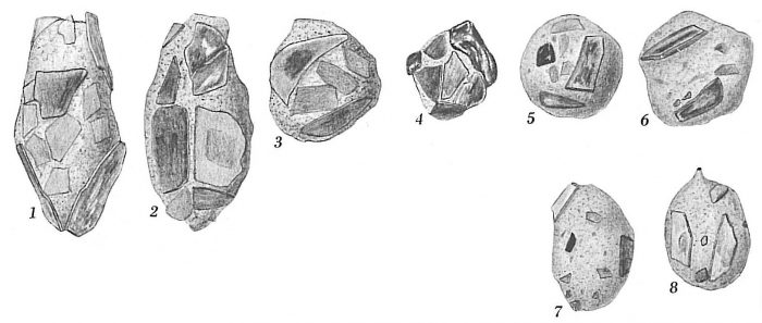Psammosphaera bowmanni Psammosphaera bowmanni