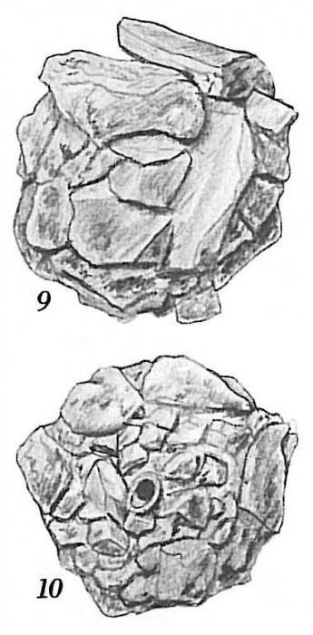 Psammosphaera fusca Psammosphaera fusca