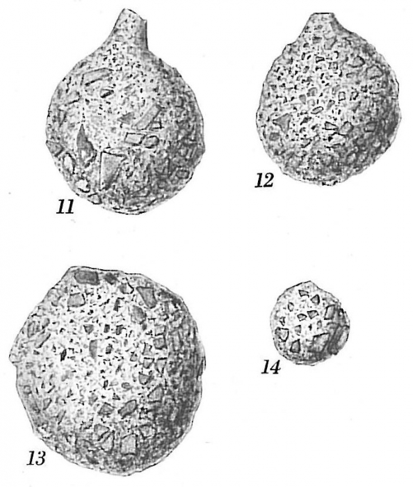 Psammosphaera fusca Psammosphaera fusca