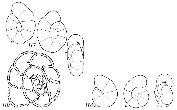 Recurvoides laevigatum Recurvoides laevigatum