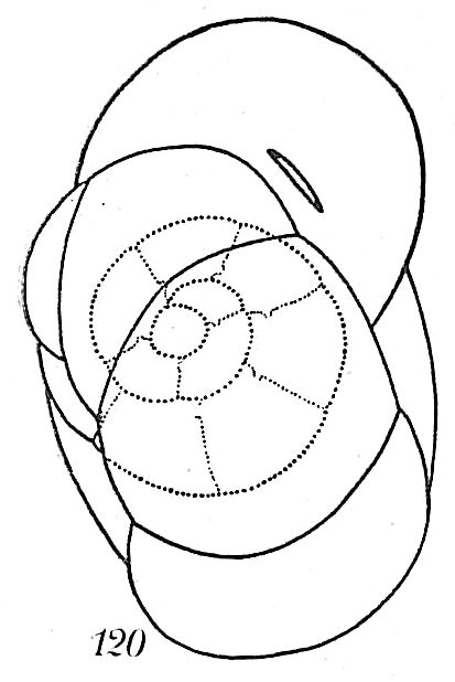 Recurvoides trochamminiforme Recurvoides trochamminiforme