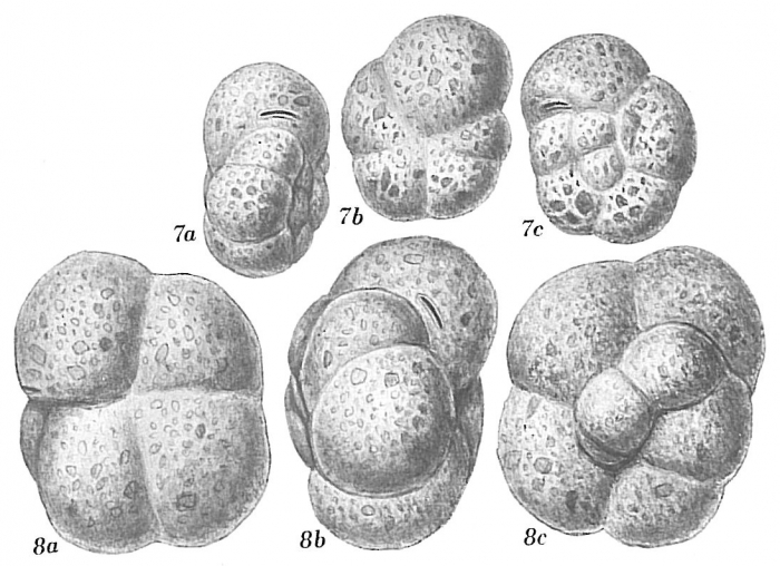 Recurvoides trochamminiforme Recurvoides trochamminiforme