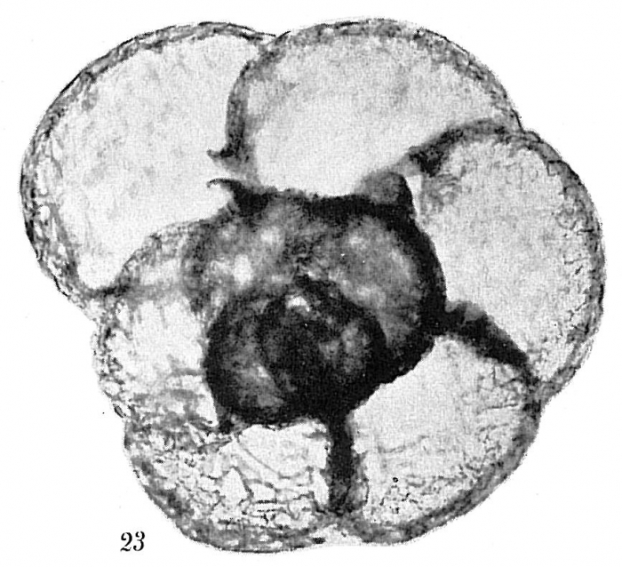 Recurvoides trochamminiforme Recurvoides trochamminiforme