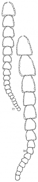 Reophax catella Reophax catella