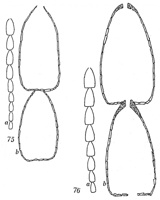 Reophax catenata Reophax catenata