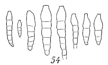 Reophax dentaliniformis Reophax dentaliniformis