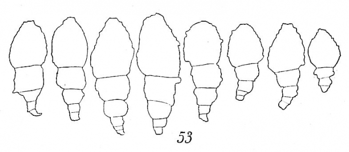 Reophax regularis Reophax regularis