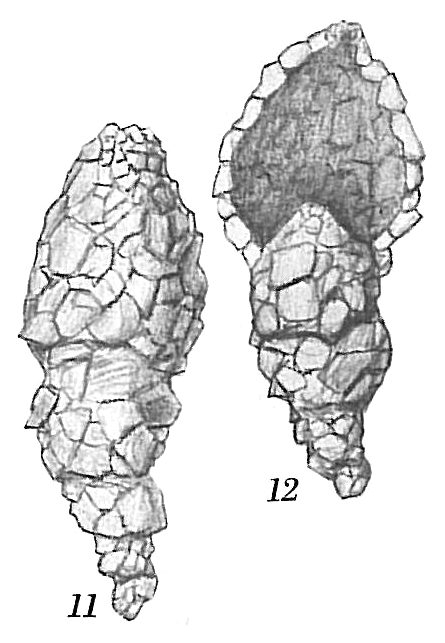 Reophax regularis Reophax regularis
