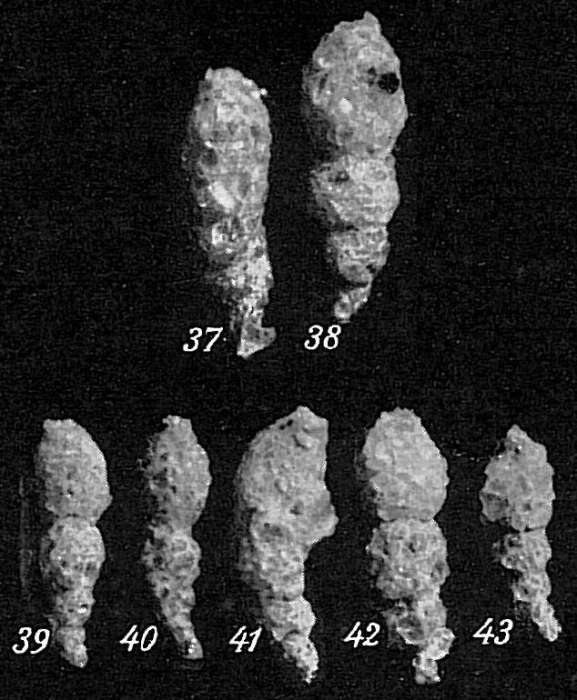 Reophax regularis Reophax regularis
