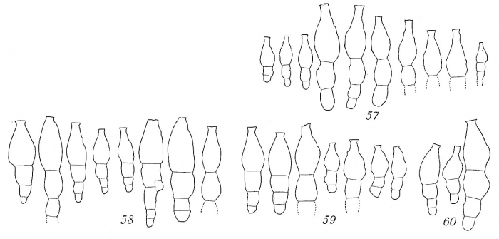Reophax rostrata Reophax rostrata