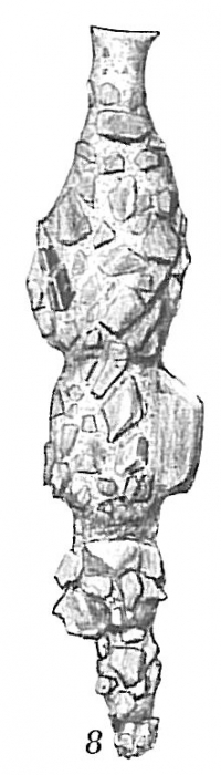 Reophax rostrata Reophax rostrata