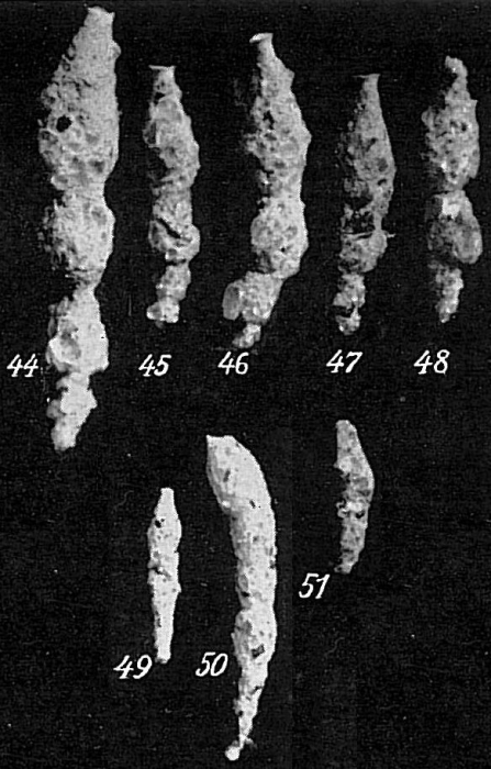 Reophax rostrata Reophax rostrata