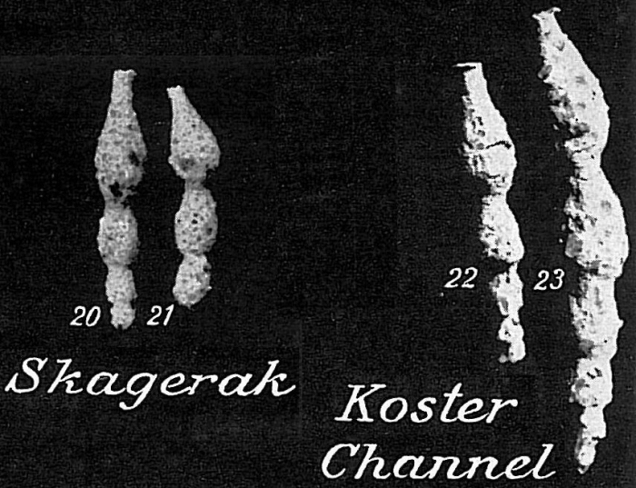 Reophax rostrata Reophax rostrata