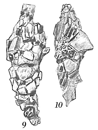 Reophax scorpiurus Reophax scorpiurus