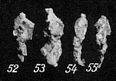 Reophax scorpiurus Reophax scorpiurus