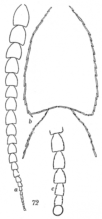 Reophax scottii Reophax scottii