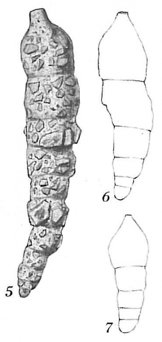 Reophax sp. Reophax sp.