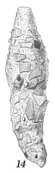 Reophax sp. Reophax sp.