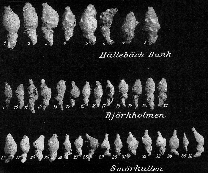Reophax subfusiformis Reophax subfusiformis