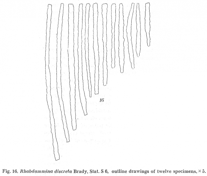 Rhabdammina discreta Rhabdammina discreta
