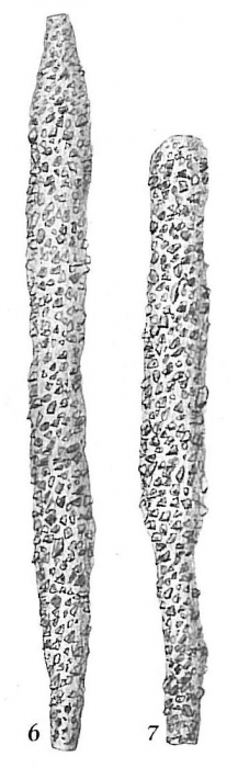 Rhabdammina discreta Rhabdammina discreta