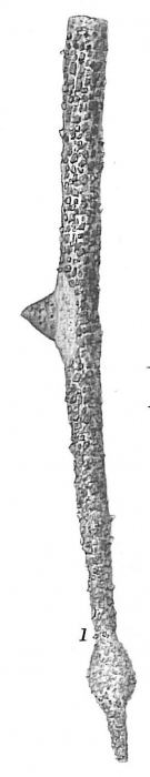 Rhabdammina linearis Rhabdammina linearis