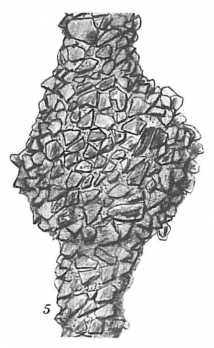 Rhabdammina linearis Rhabdammina linearis