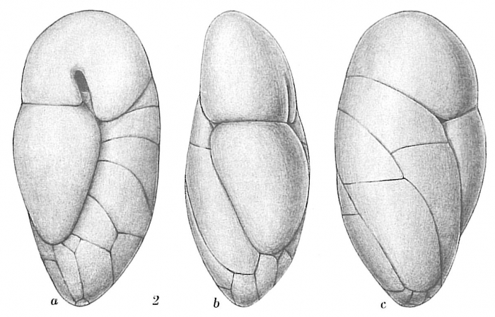 Robertina arctica Robertina arctica