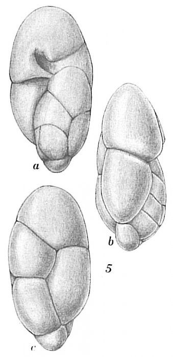 Robertinoides pumilum Robertinoides pumilum