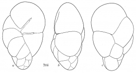 Robertinoides suecicum, author: Cedhagen, Tomas