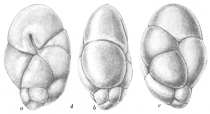 Robertinoides suecicum Robertinoides suecicum