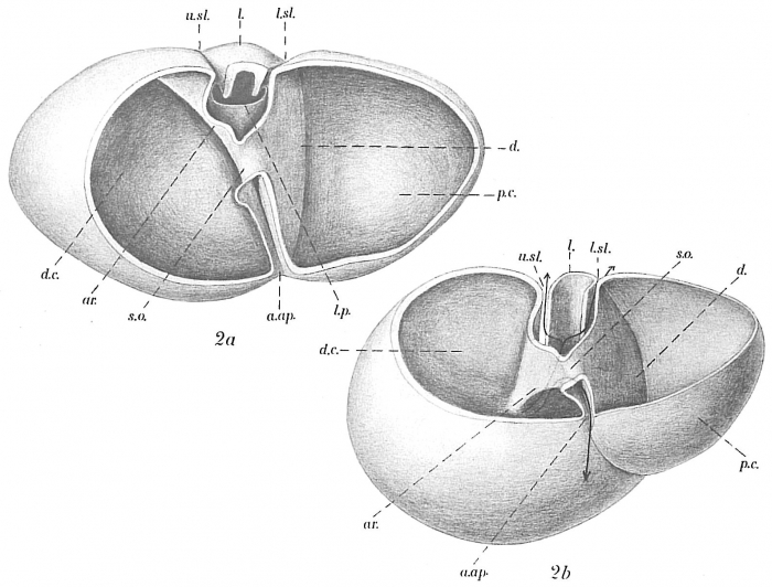 Robertinoides suecicum Robertinoides suecicum