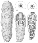 Siphogenerina dimorpha