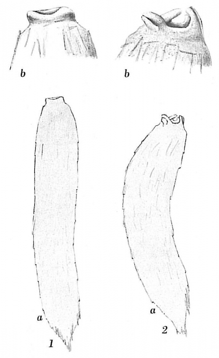 Technitella legumen Technitella legumen