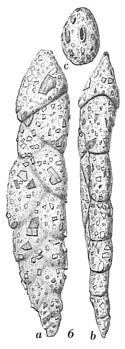Textularia bigenerinoides Textularia bigenerinoides