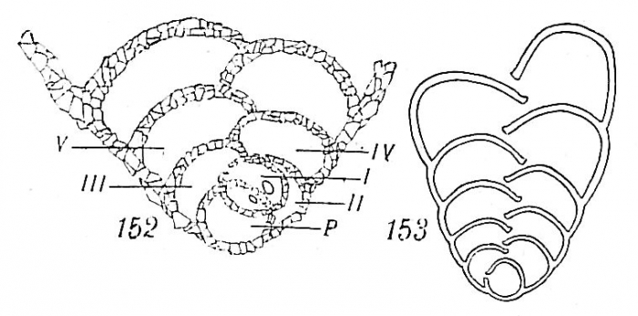 Textularia bocki Textularia bocki