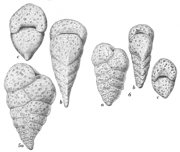Textularia bocki Textularia bocki