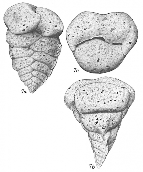 Textularia bocki Textularia bocki