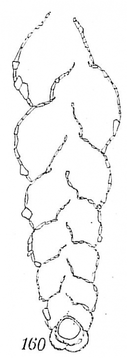 Textularia cochleata Textularia cochleata